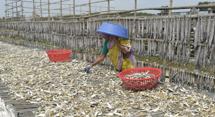 Dry Fish Slider