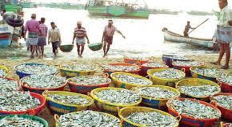 Fish Bazar