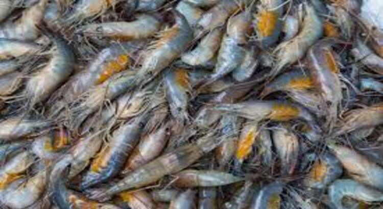Serim Fish